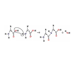 What is Polyamide?